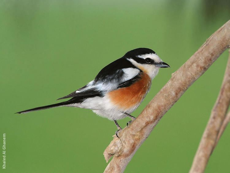 Masked shrike Masked Shrike KuwaitBirdsorg