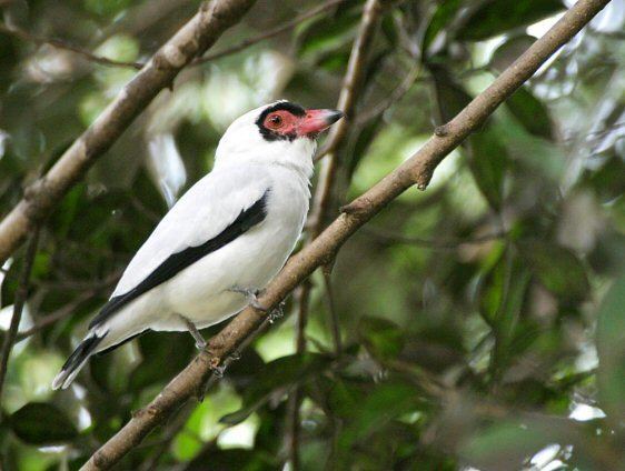 Masked tityra Mangoverde World Bird Guide Photo Page Masked Tityra Tityra