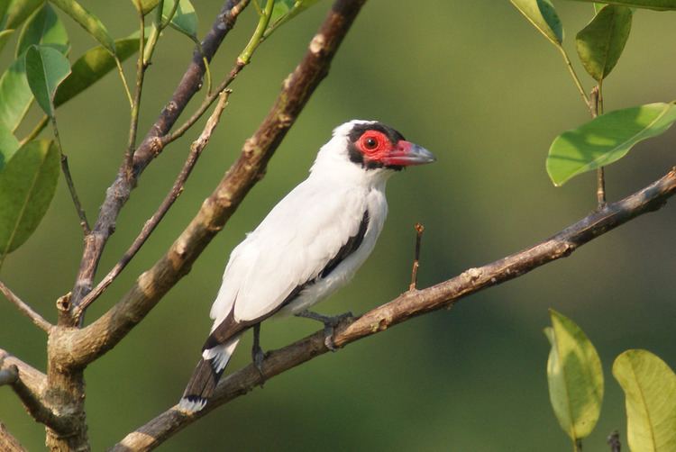 Masked tityra Masked Tityra Cristalino Jungle Reserve Amazonia Brazil Flickr