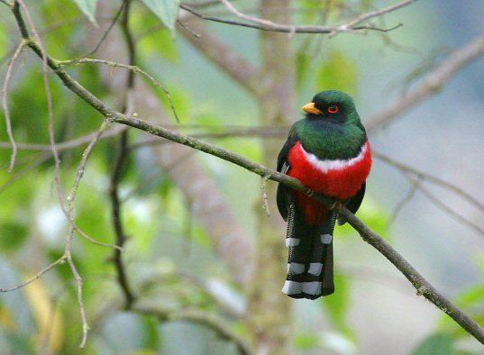 Masked trogon Trogon personatus Masked trogon