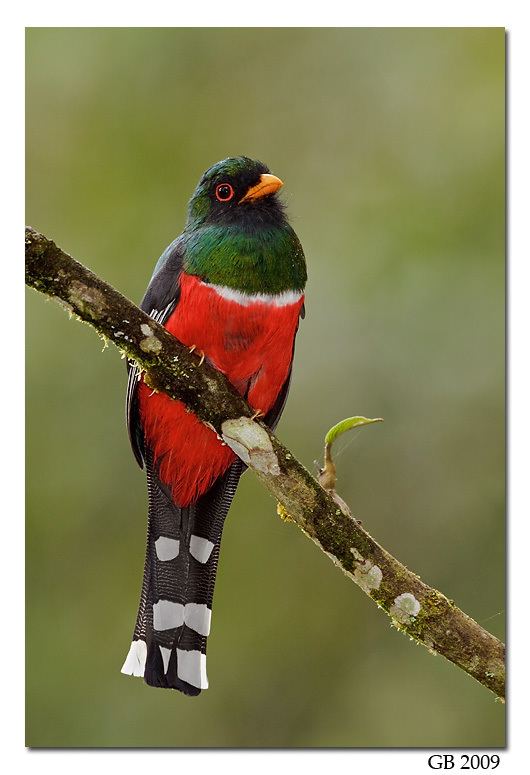 Masked trogon MASKED