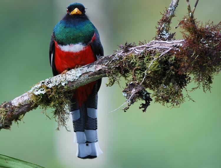 Masked trogon Masked Trogon Trogon personatus A male on a branch the Internet