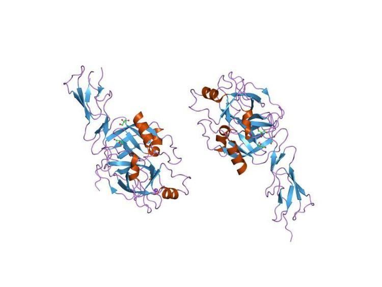 MASP2 (protein)