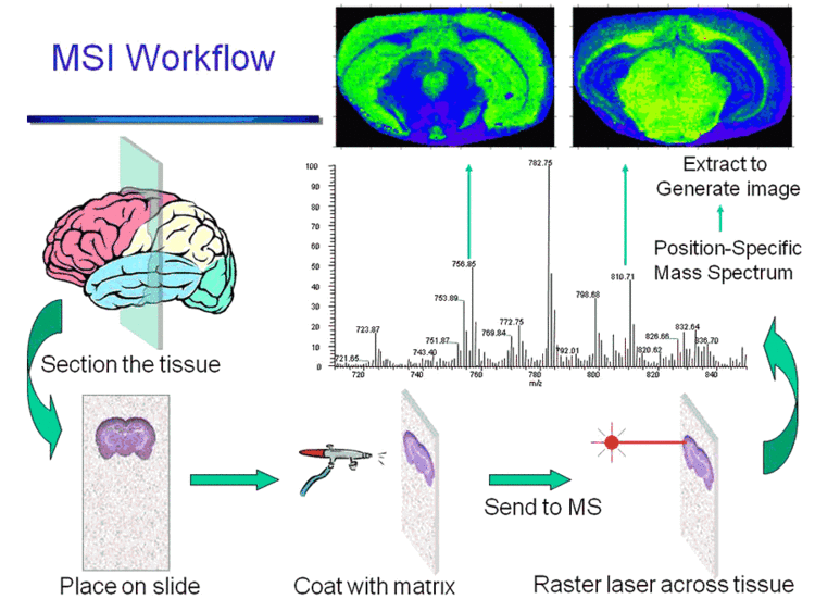 Mass spectrometry imaging httpssmediacacheak0pinimgcomoriginals1f