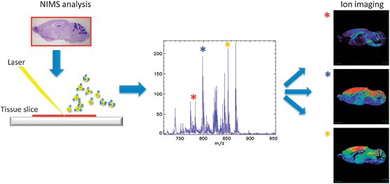 Mass spectrometry imaging Resolving brain regions using nanostructure initiator mass