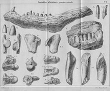 Massaliasuchus httpsuploadwikimediaorgwikipediacommonsthu