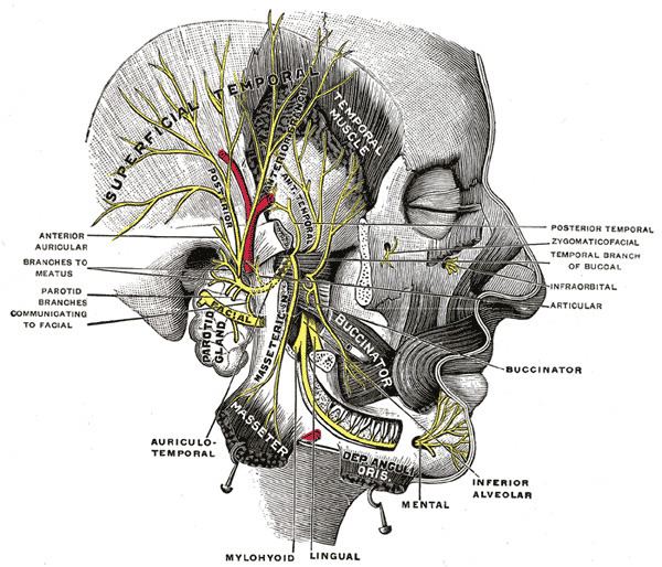 Masseteric nerve