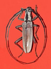 Massicus (genus) httpsuploadwikimediaorgwikipediacommonsthu