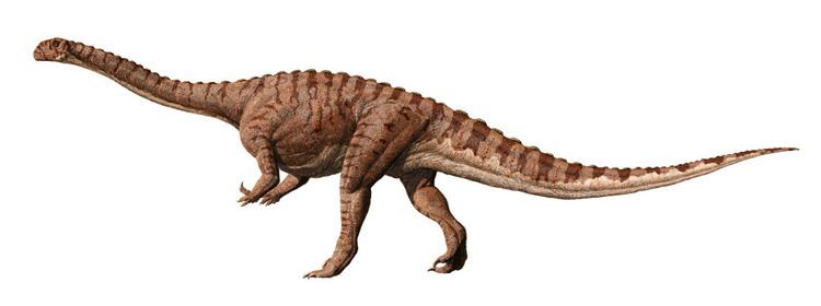 Massospondylus Sidhe Hound Massospondylus carinatus M kaalae Massospondylus