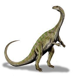 Massospondylus httpsuploadwikimediaorgwikipediacommonsthu