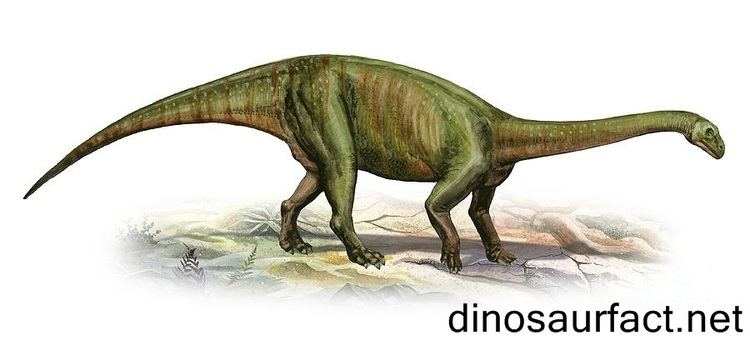 Massospondylus Massospondylus dinosaur