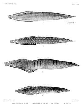 Mastacembelidae httpsuploadwikimediaorgwikipediacommonsthu