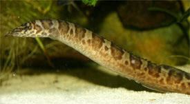 Mastacembelus ellipsifer Mastacembelus ellipsifer Tanganyikan Spiny Eel Tropical Fish