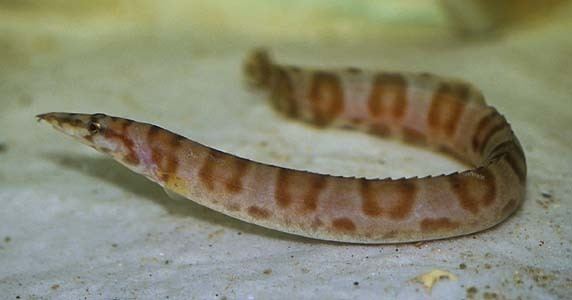 Mastacembelus ellipsifer Mastacembelus ellipsifer Tanganyikan Spiny Eel Seriously Fish