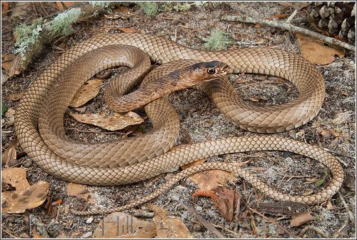 Masticophis flagellum Flickriver Photoset 39Coachwhip Masticophis flagellum39 by Pierson Hill