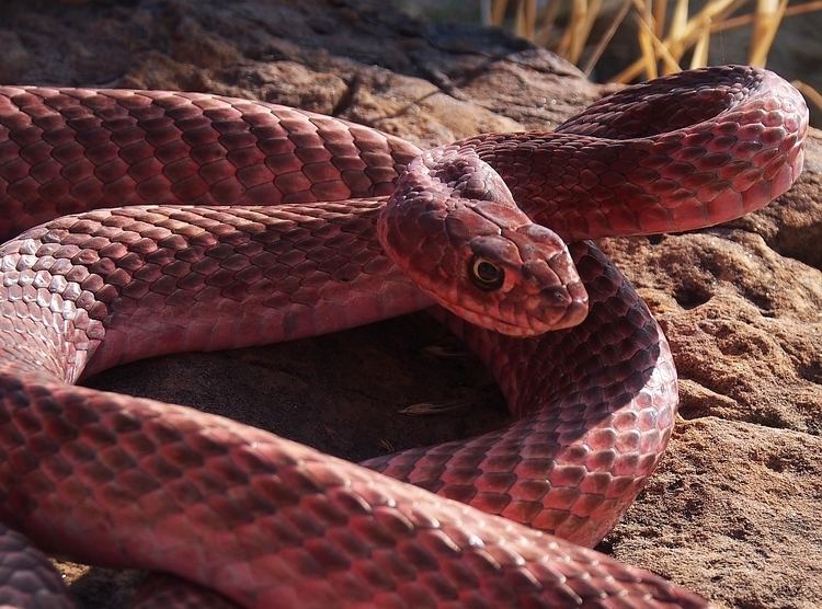 Masticophis flagellum Coachwhip Masticophis flagellum Colorado Snakes Colorado Herping