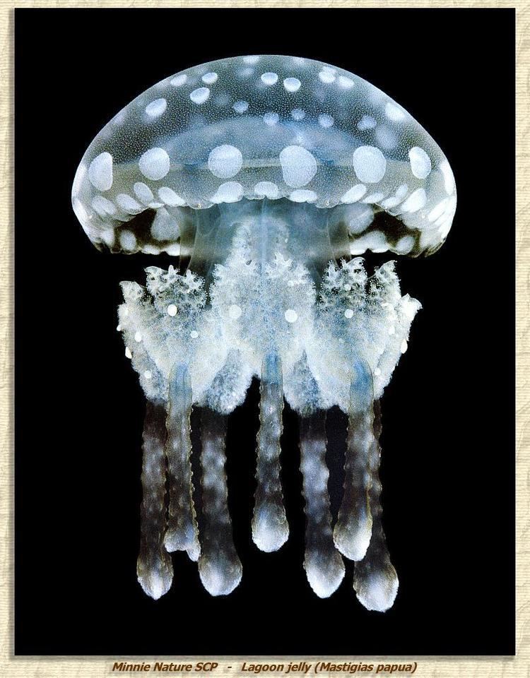 Mastigias Papuan Jellyfish Mastigias papua gt