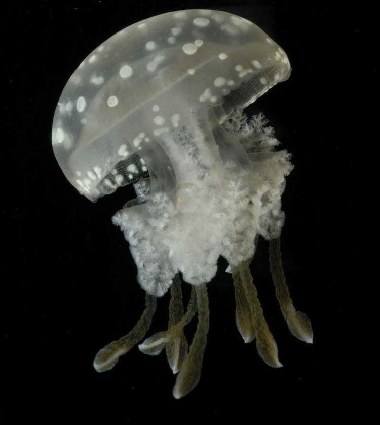 Mastigias Mastigias medusa Pinterest Jellyfish Aquarium and Home