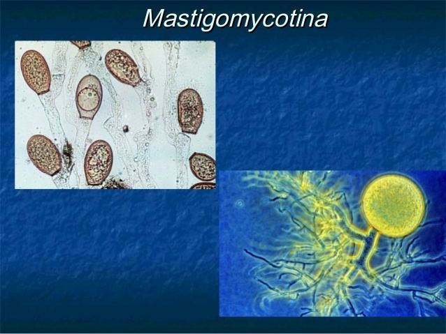 Mastigomycotina Reino fungi 02