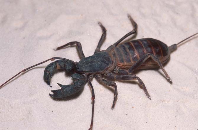 Mastigoproctus A Giant Whip Scorpion Mastigoproctus giganteus