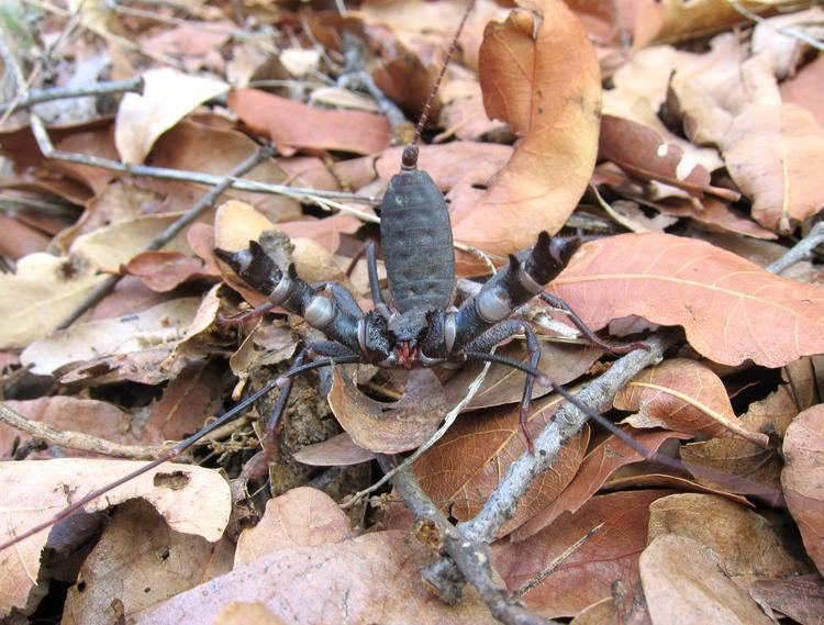 Mastigoproctus giganteus MABA Mastigoproctus giganteus