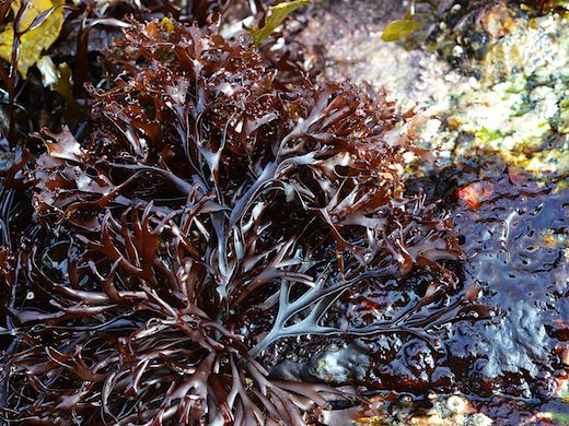 Mastocarpus stellatus Mastocarpus stellatus Stackhouse Guiry