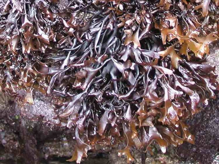 Mastocarpus stellatus MarLIN The Marine Life Information Network False Irish moss