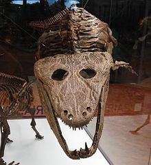 Mastodonsaurus httpsuploadwikimediaorgwikipediacommonsthu