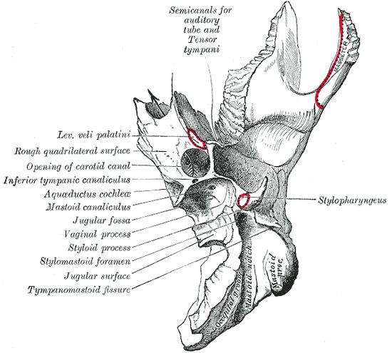 Mastoid canaliculus