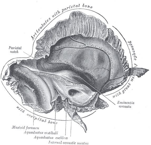 Mastoid foramen