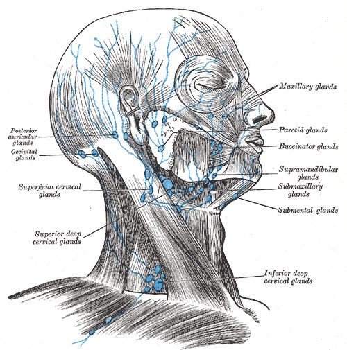 Mastoid lymph nodes