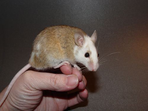 Mastomys Natal Multimammate Mouse Mastomys natalensis iNaturalistorg