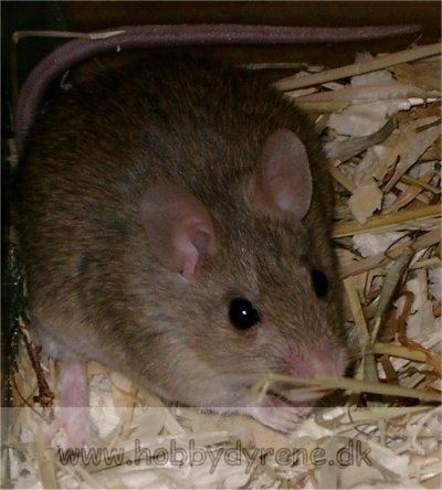 Mastomys Mastomys natalensis African softfurred rat Praomys natalensis