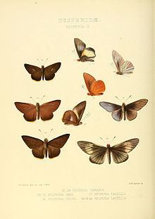 Matapa (butterfly) httpsuploadwikimediaorgwikipediacommonsthu