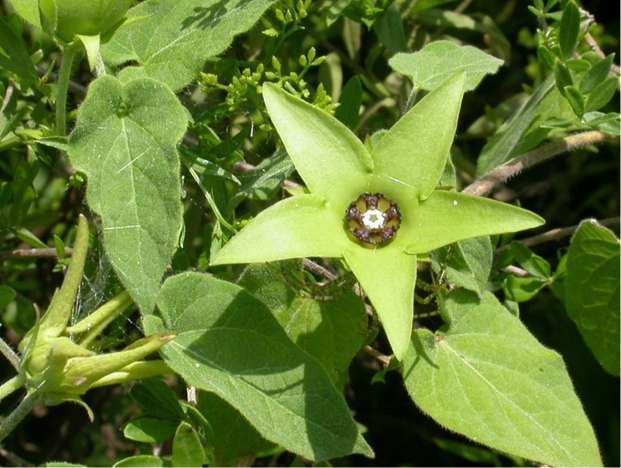 Matelea Milkweeds of Texas Family Asclepiadaceae