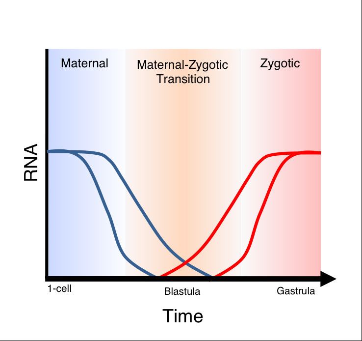 Maternal to zygotic transition