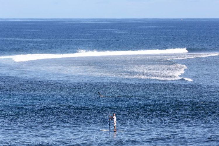 Mathieu Schiller Shark attacks shake surfing paradise Reunion