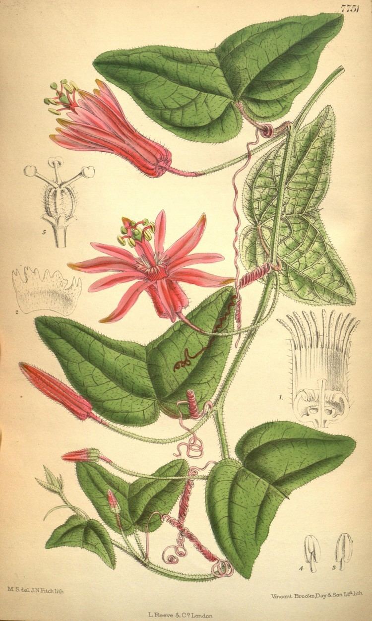 Matilda Smith FilePassiflora capsularis by Matilda Smithjpg Wikimedia Commons