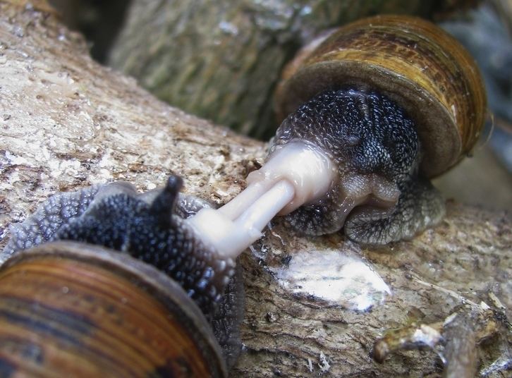 Mating of gastropods