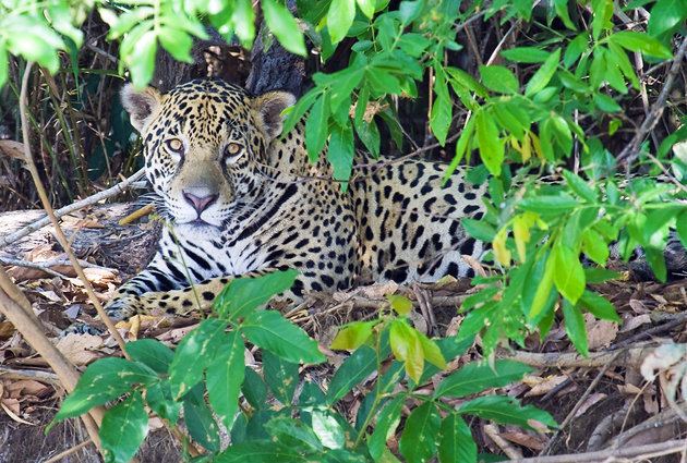 Mato Grosso Tourist places in Mato Grosso