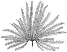 Matoniaceae httpsuploadwikimediaorgwikipediacommonsthu