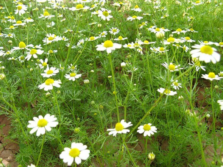 Matricaria chamomilla Panoramio Photo of flowers Matricaria recutita Matricaria