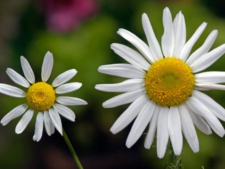 Matricaria chamomilla Scented Mayweed Matricaria chamomilla Flowers NatureGate