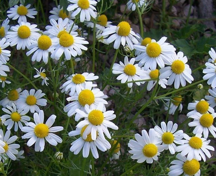 Matricaria chamomilla Matricaria chamomilla Herbology Manchester