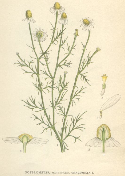 Matricaria chamomilla Matricaria Wikipedia