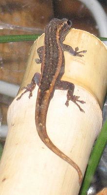 Matschie's dwarf gecko httpsuploadwikimediaorgwikipediacommonsthu