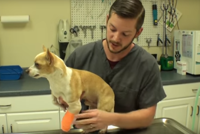 Matt Carriker Heroic Hottie Dr Matt Saves A Pup From Euthanasia And Helps Him