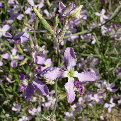 Matthiola longipetala Matthiola longipetala Night Scented Stock Evening Scented Stock