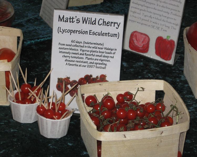 Matt's Wild Cherry Let39s Talk Tomatoes Southern Exposure Seed Exchange