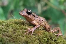 Maud Island frog New Zealand frogspepeketua Reptiles and frogs